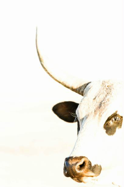 MF067 Wall décor art photographic on canvas livestock Nguni cow